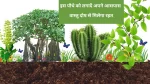 vastu plant