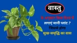 vastu plant